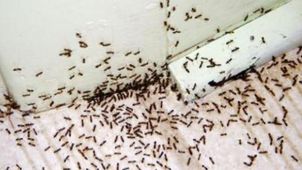 طريقة التخلص من النمل بالملح - تعبيرية