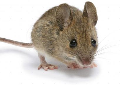 مواد طبيعية تخلصك من الفئران- تعبيرية