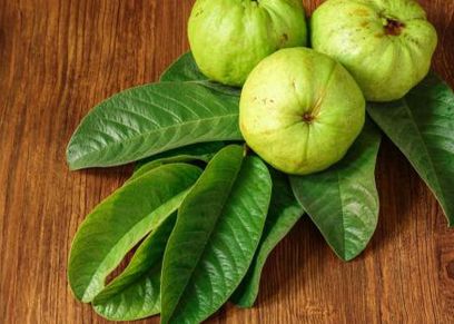 فوائد اوراق الجوافة واستخداماتها
