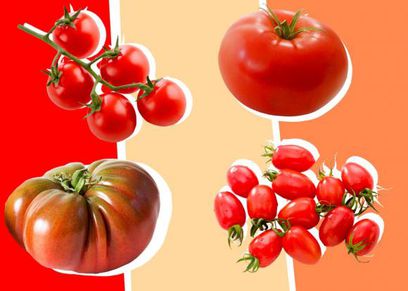 الفرق بين الطماطم والشيري توميتو بعد ذكرها في مسلسل الكبير أوي 7 