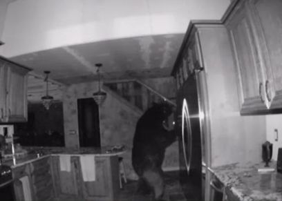 الدب خلال بحثه عن الطعام