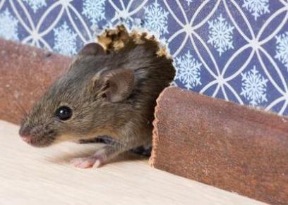 5 أسباب لدخول الفئران المنازل