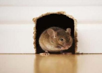 أسباب دخول الفئران المنازل