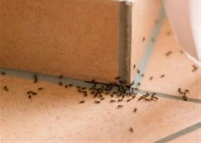 نصائح التنظيف للتخلص من الحشرات