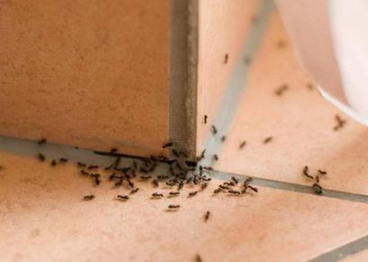 انتشار النمل - تعبيرية