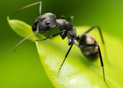 طرق للتخلص من النمل بشكل نهائي