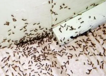 طريقة التخلص من النمل بالملح - تعبيرية