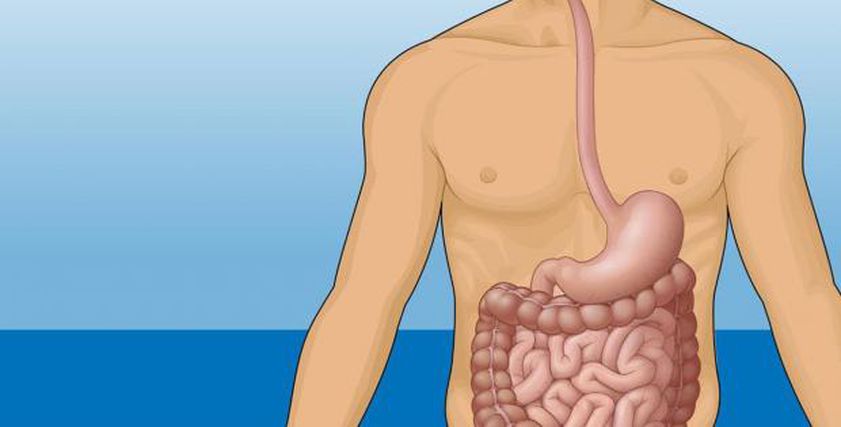 7 حقائق مدهشة عن الأمعاء التي تعتبر 