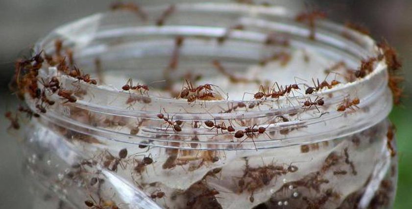 خبراء يكتشفون طرق للقضاء على النمل داخل المنازل بعيدًا عن المبيدات الحشرية