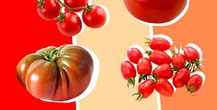 الفرق بين الطماطم والشيري توميتو بعد ذكرها في مسلسل الكبير أوي 7 