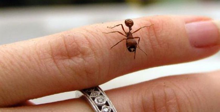 فوائد لدغة النمل
