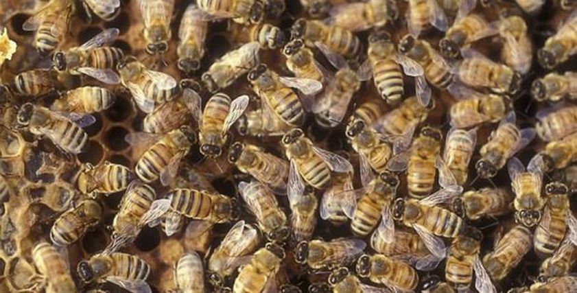 تربية النحل - تعبيرية