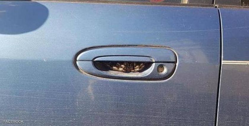 عنكبوت داخل مقبض سيارة 