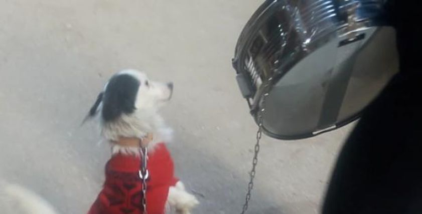 بالفيديو| «كلب وطبلة».. رأس مال «أم خالد» لقوت عيالها