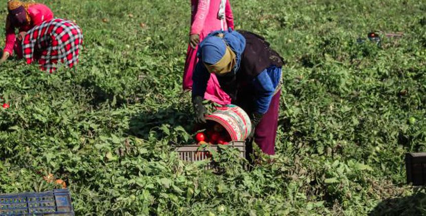 فتيات يعملن في حصاد الطماطم
