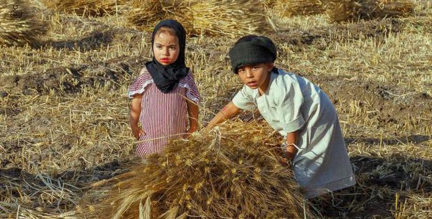 الأطفال في موسم حصاد القمح