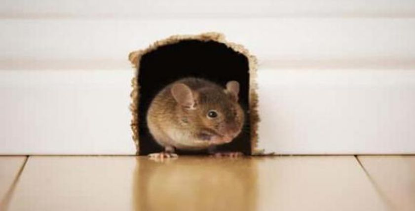 أسباب دخول الفئران المنازل