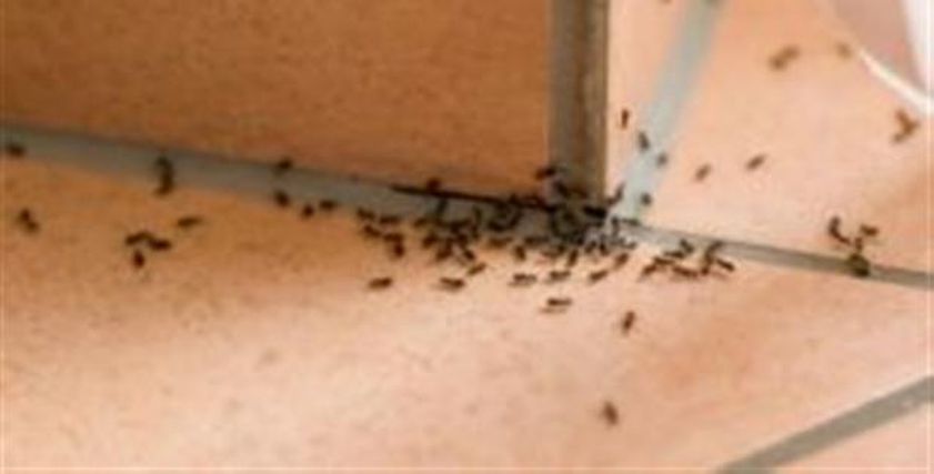 تجمع للنمل