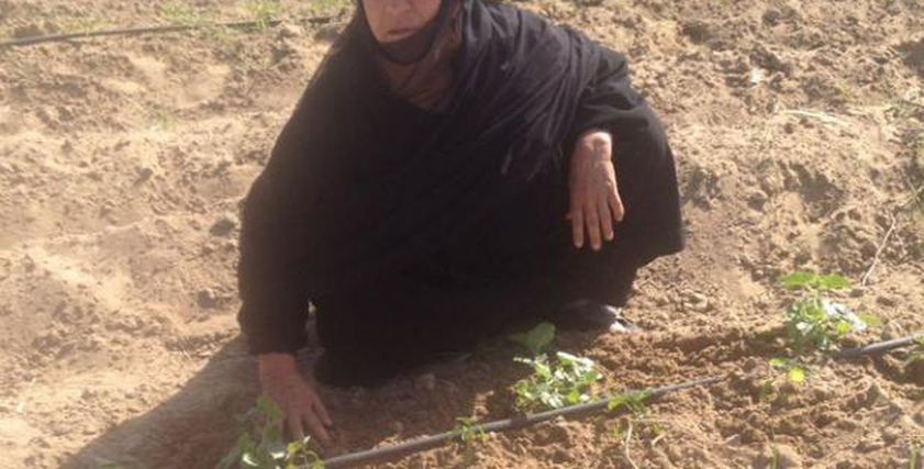  ألمظ أبو السعود في أثناء عملها بالأرض الزراعية