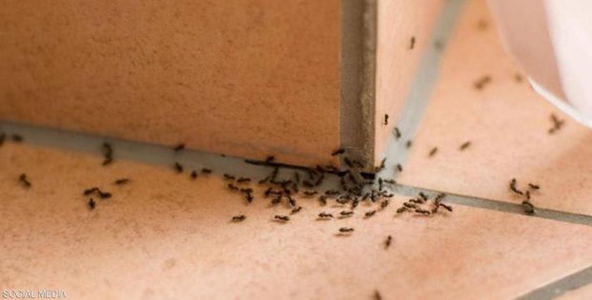 طرق التخلص من النمل نهائيا