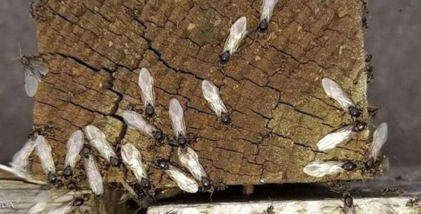 النمل الأبيض - صورة أرشيفية