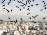 النمل الطائر يهدد مواجهة إنجلترا وإيطاليا في نهائي يورو 2020
