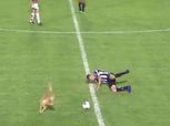 بالفيديو| غرائب وطرائف الكرة.. «كلب» يمنع هدف من على خط المرمى بالدوري الأرجنتيني
