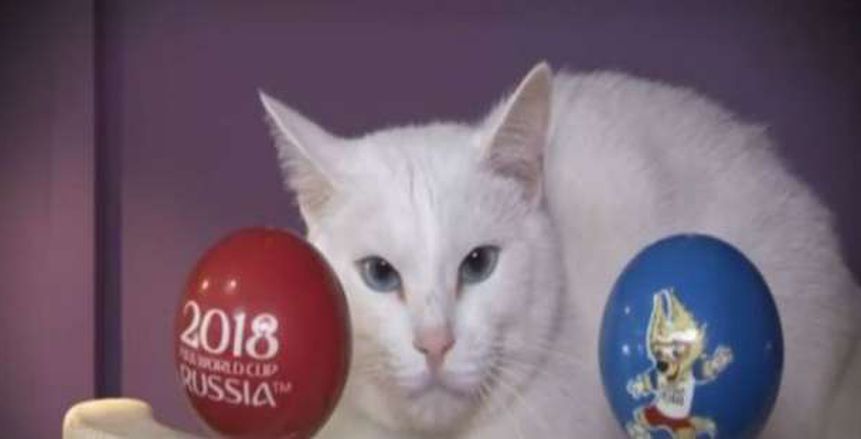 بالفيديو| القط «أخيل» الأصم.. تميمة جديدة للتنبؤ بنتائج كأس العالم