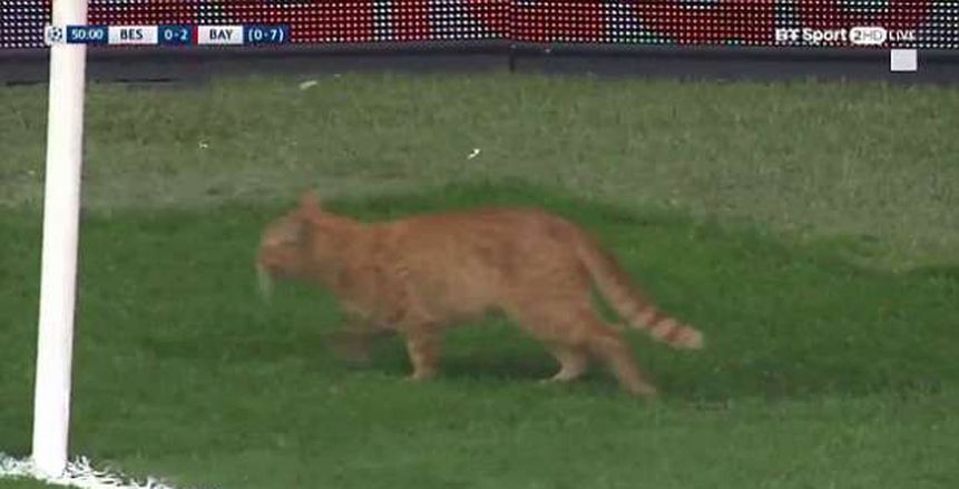 بالصور| قطة توقف مباراة بايرن ميونخ وبشكتاش بدوري الأبطال