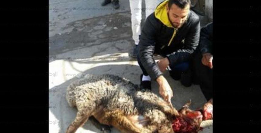 بالصور| مهاجم الأسيوطي يذبح خروف قبل مواجهة الاتحاد