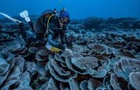 الشعاب المرجانية المكتشفة أمام سواحل تاهيتي