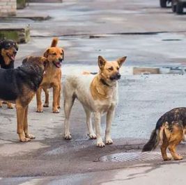تركيا تفرض حجرا صحيا على بعض الأحياء السكنية.. ما علاقة الكلاب الضالة؟