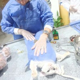 في اليوم العالمي للحيوانات.. قصة إنقاذ قط من الموت بعملية جراحية بالبحيرة