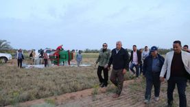 «زراعة الوادي الجديد»: زرعنا كمون على 4000 فدان في المحافظة