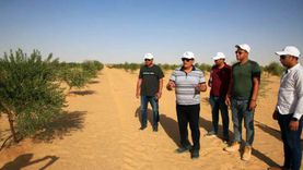 الريف المصري: نتحرك لزراعة القمح متحمل الملوحة بمشروع المليون ونصف فدان