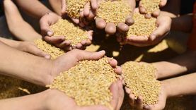 أسواق القمح العالمية تلتقط أنفاسها مع اتجاه الأرجنتين لزيادة صادراتها 32%