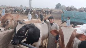 استقرار أسعار الأبقار والجمال في سوق مواشي بنها.. ابدأ شراء أضحيتك
