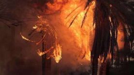 نشوب حريق هائل في 200 شجرة نخيل بإدفو شمال أسوان