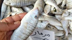 5 طرق للتفرقة بين الأسماك الطازجة والفاسدة قبل شم النسيم.. اعرفها