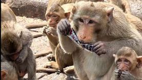 «التعليم العالي» تطمئن المواطنين: لم نرصد أي حالات إصابة بـ جدري القرود