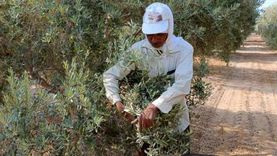 بدء موسم حصاد الزيتون في جنوب سيناء.. «البيكول والفنزويل والكالاماتا» أشهر الأنواع