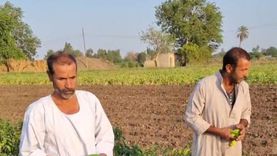 حصاد محصولي الفلفل الأخضر والشطة في أراضي المنوفية (فيديو)