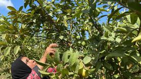 «سِباق الفواكه».. إقبال على الجوافة وتراجع المانجو بأسواق شمال سيناء
