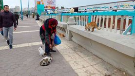 «إيمان» 22 عاما من إطعام قطط كورنيش الإسكندرية: «مفيش يوم فوته» 