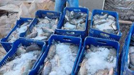 «أصبحت في متناول الجميع».. انخفاض أسعار الأسماك بأسواق بورسعيد بعد مقاطعة قوية