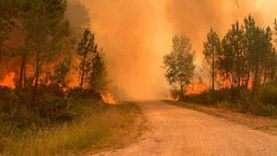 السلطات الجزائرية تضبط 3 أشخاص أضرموا النيران في محاصيل زراعية