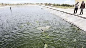 «حجاج»: الاستزراع السمكي التكاملي يوفر المياه الجوفية ويزيد الإنتاج