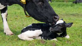 «القومي للبحوث» يوجه نصائح مهمة لمربي الأبقار وطرق حمايتها