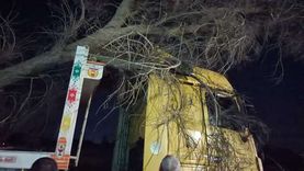 سقوط شجرة ضخمة على سيارة نقل بطريق «طنطا - بسيون» في الغربية «صور»