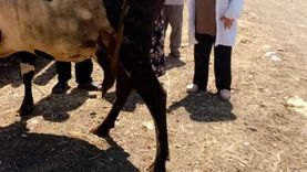   قوافل بيطرية بقرى كفر الشيخ للحفاظ على الثروة الحيوانية والداجنة   